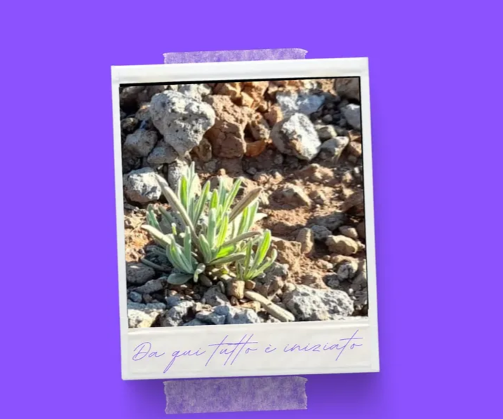 Piccola lavanda/piccolo germoglio