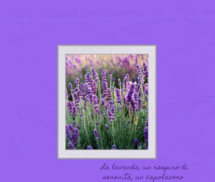 Lavanda in fiore
